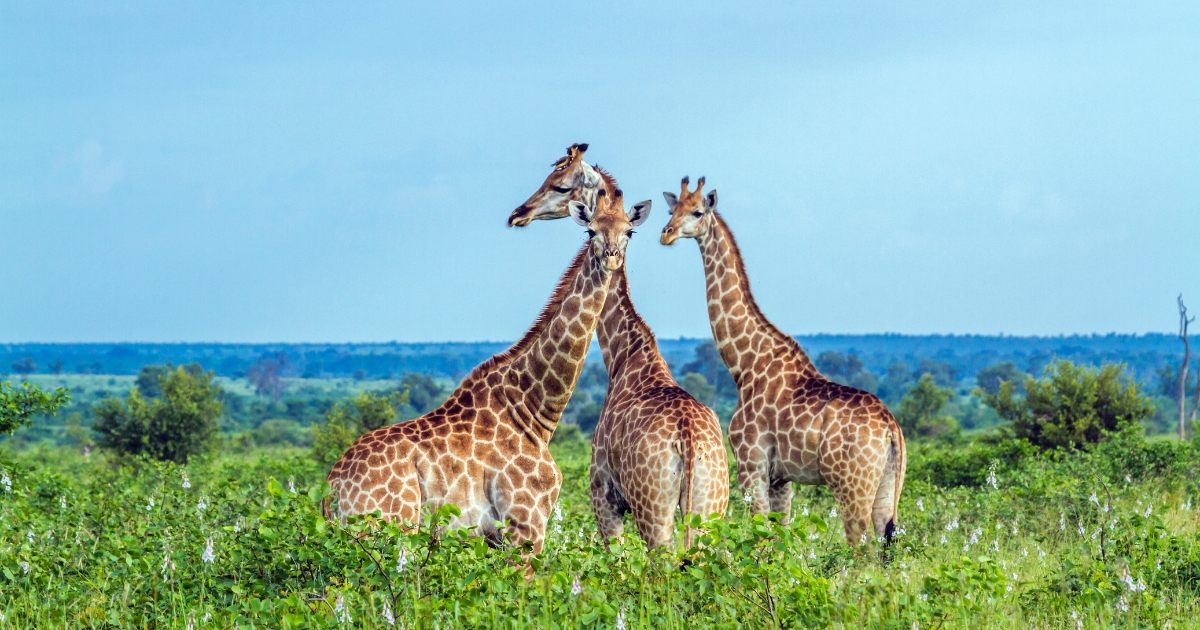 Conclusion And Tips for Your Kruger National Park Safari Adventure