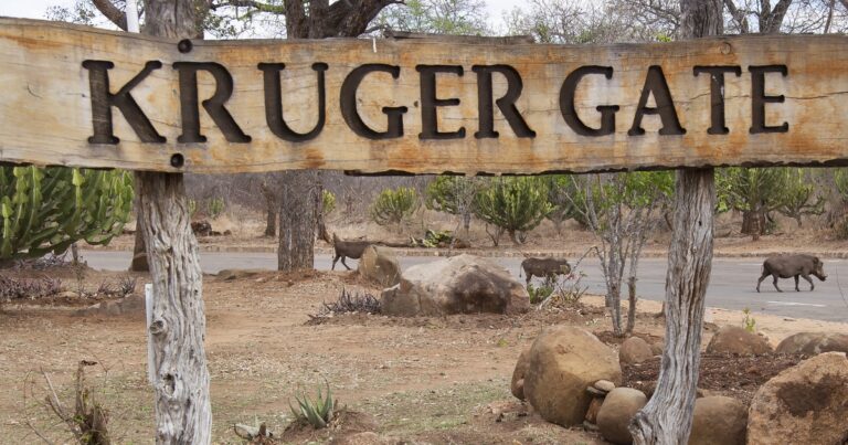 Kruger National Park_ Safari Adventure in South Africa