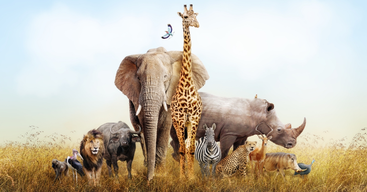 The Big Five of African Wildlife