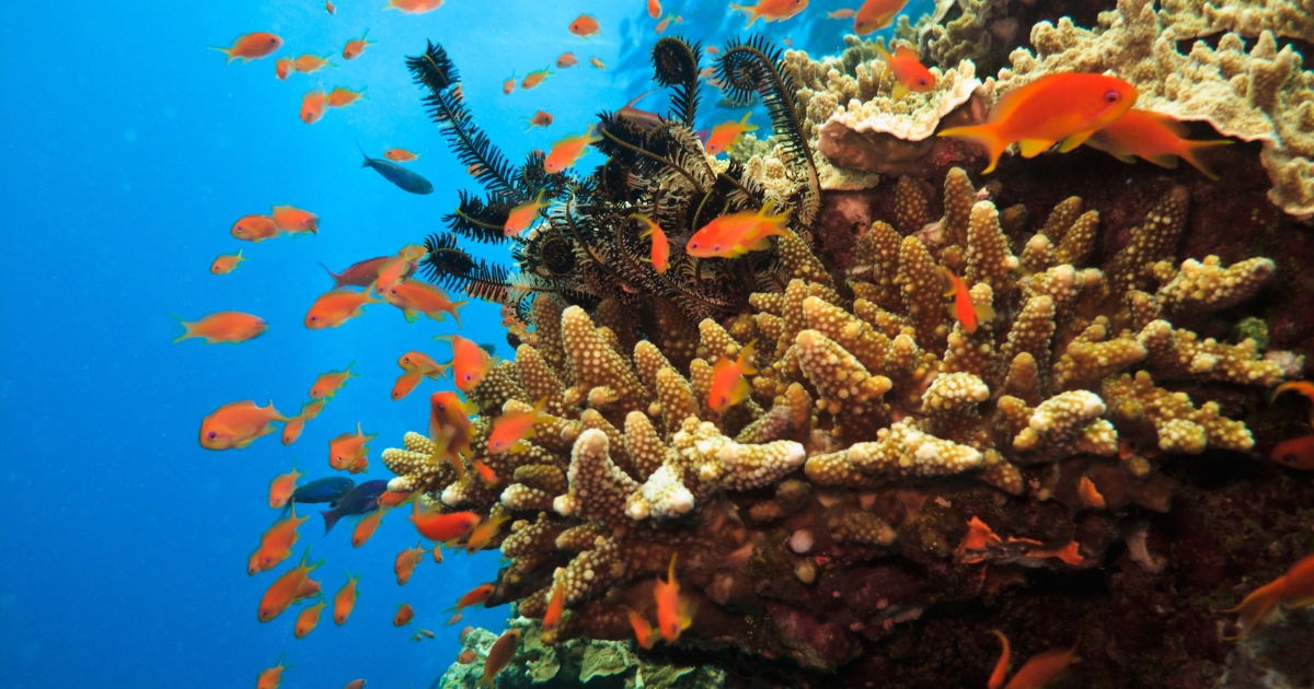 Explore the Great Barrier Reef for its magnificence